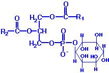 X = İnositol (heksahidrik alkol) Fosfatidilinositol (PI) Bu madde ve