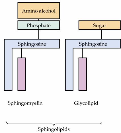 Sfingolipitlerin fosfat içerenleri sfingomyelinler dir; fosfat