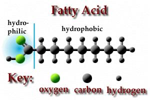 I. Yağ Asitleri Kapalı formülü R-COOH olan, hidrokarbon zincirli monokarboksilik organik asitlerdir. Yapılarında, 4-36 karbonlu hidrokarbon zincirinin ucunda karboksil grubu bulunur.