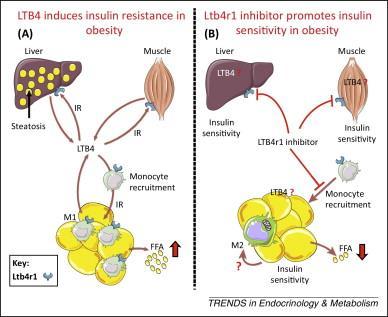 Trends in Endocrinology &