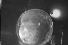 saatler arasında hayvansal kutupta kürecik şeklinde bir tümsek oluşturan Morula safhası, ardından da hücre çoğalması ile bir ampul görünümünün meydana