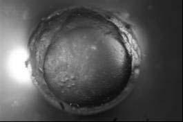 Bu safhada üst kutuptaki hücre çoğalması alt kutuptakine nazaran oldukça fazla olup hücrelerin birbirine baskısı sonucu ampulu andıran bir şekil