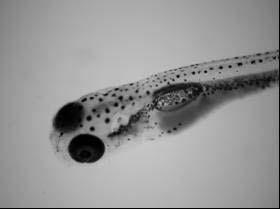 Şekil. 5. 2 günlük larva (Orijinal) Figure 5.