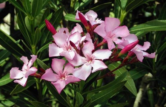 gösterişli çiçeklerinden dolayı kullanılmaktadır. IRIDACEAE 5) Crocus biflorus Miller subsp. biflorus (Yöresel ismi: Akçabardak, Kardelen) Şekil 3. Nerium oleander 6 m ye kadar uzanan çalılardır.