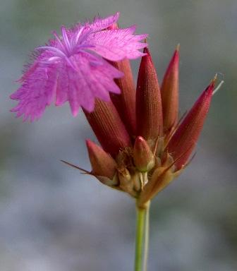 damarlıdır. Kaliks 5-7 mm, puberulenttir. Korolla pembe veya kırmızı, huni şeklinde, 2.5-4.5 cm dir. Meyve foliküldür. Foliküller 10-18 cm dir. Tohumlar yaklaşık 4 mm dir [1, 18, 12, 20].