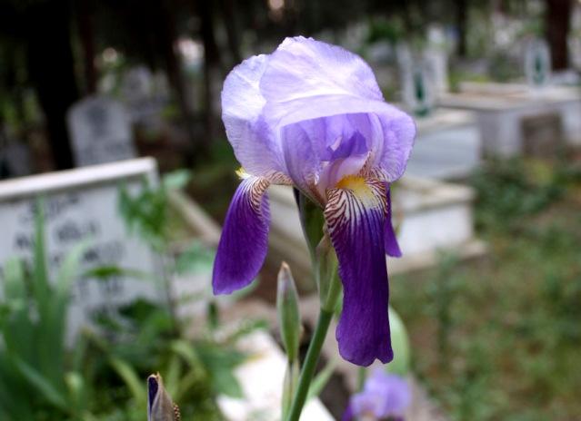 koyu mor mozoik desenli, gösterişli, büyük çiçekleri ile mezarlık alanların her tarafında PRIMULACEAE 12) Cyclamen cilicicum Boiss. & Heldr. var. cilicium (Yöresel ismi: Menekşe) Şekil 10.