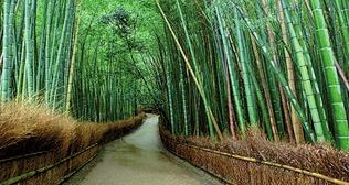 P erformans İ zleme S üreç A nalizi 5. SINIF OKUMA BECERİSİ BAMBU AĞACI Bir bambu ağacı, tohumken toprağa ekilir ve sulanıp beklenmeye başlanır. Bambu tohumu her gün sabırla sulanmaya devam edilir.