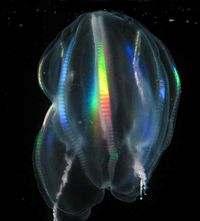 Biyoluminesans Bir denizanasının biyoluminesansı Biyoluminesans, canlı bir organizma tarafından kimyasal bir reaksiyon esnasında kimyasal enerjinin ışık enerjisine