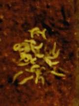 pyralis larvaları bu duyularını yiyecek seçimleri olan yersolucanlarını bulmak için de kullanabilmektedirler. Çıplak gözle incelendiğinde, larvanın arka ucunda iki adet ufak ışık gözlemlenebilir.