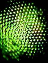 Bir photinus pyralis in gözleri, yüzlerce altıgen lensin küresel bir şekil oluşturacak şekilde birleşmesiyle oluşur.