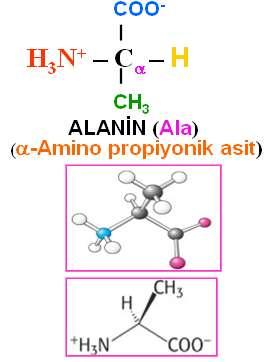 1.Apolar ya da hidrofobik