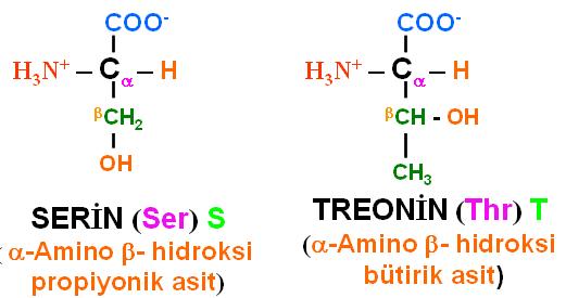 Açık bir elektrik yükü taşımayan, ancak polar nitelikte R-grupları içeren amino asitler: hidroksil grubu