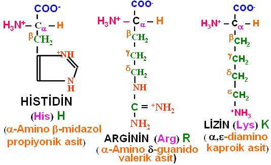 R-grubu pozitif elektrik yüklü (yani bazik gruplar) amino asitler: ikinci bir amino grubu taşıyan