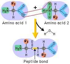 PEPTĠT BAĞININ KARARLILIĞI VE OLUġUMU Peptit bağı iki amino asit arasından bir molekül su çıkışıyla olmaktadır.