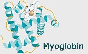 zincirlerden oluşur Örnek: Albumin,