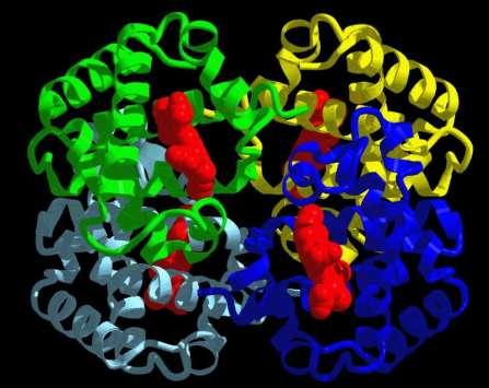 Hemoglobin