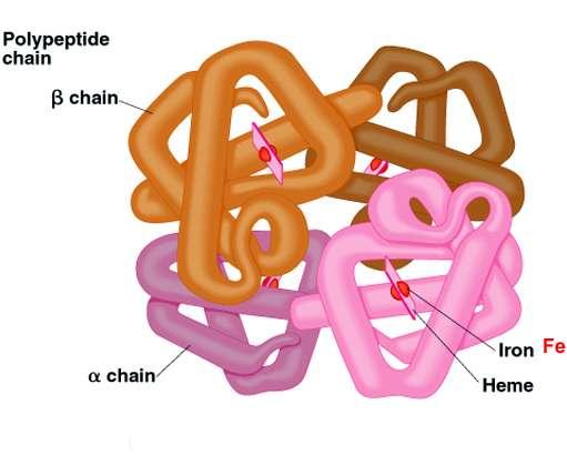 Hemoglobinin protein komponenti olan globin, glisince fakir, bazik amino asitlerce