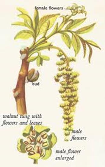 CEVİZİN DÖLLENME BİYOLOJİSİ Ceviz meyve türünde çiçeklenme süresi, iklim şartlarına bağlı olarak genellikle 7-15 gün kadar sürer.