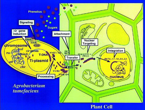 Agrobacterium tumefaciens e ait Ti-plazmiti olarak adlandırılan büyük bir plazmit kullanılır. En basit yöntemdir.