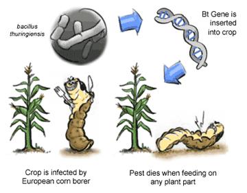 Viral enfeksiyonlara karşı direnç: bir virüsün kılıf proteinini kodlayan gen bitkilere aktarılır.