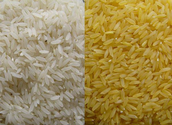 Pirincin β-karoten miktarı arttırılarak A vitaminince zenginleştirilmesi sağlanmıştır (Altın pirinç-golden rice) Fotosentez için gerekli bir pigment olan β-karoten bitkinin sadece yeşil dokusunda