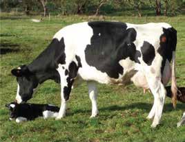 Neden Kuruya Çıkarmalıyız? Süt sığırcılığında kuru dönem, yetiştiricinin ineğini sağmayı boşlayarak dinlenmeye almasıdır.