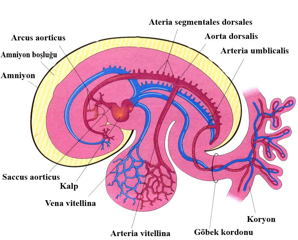 ultrasonografi ile elde edilmiş görüntüsü (Moore