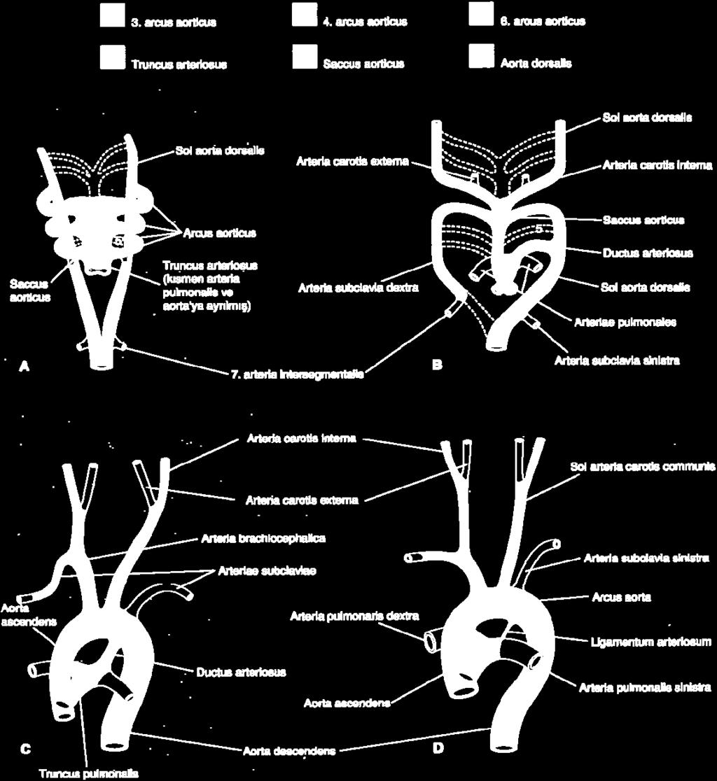 Erişkindeki arteriyel dağılıma dönüşen truncus arteriosus, saccus aorticus, arcus aorticus ve aortae dorsales değişimleri. Renklendirilmemiş damarlar, bu yapılardan farklanmamıştır. A, 6.