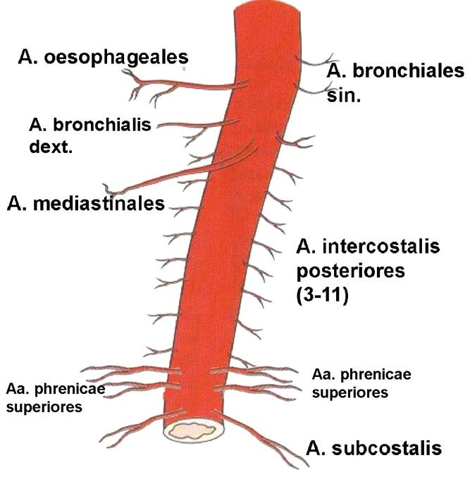 Şekil 1.9. Aorta thoracica nın gösterimi (Ozan 2004). Aorta abdominalis Aorta descendens in Th 12 omur gövdesinin alt kenarı ile L 4 omur gövdesi arasında kalan bölümüdür.