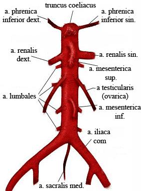 iki tarafın arterinden ayrılan aa. suprarenales superiores ler, kendi tarafındaki gl.