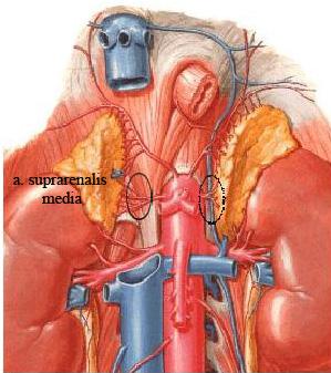 Arteria suprarenalis media Biri sağ diğeri de sol glandula (gl.) suprarenalis'e giden iki adet ince damardır. API ile AR arasından çıkar. Sağ tarafın arteri v.