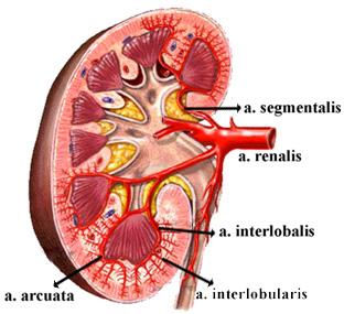 böbreğin değişik segmentlerine dağılır. A. segmentalis lerden, lobus renalis'lerin her birine gitmek üzere a. lobaris ler ayrılır. Böbrek dokusuna girmeden önce a. segmentalis iki veya üç a.