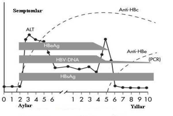 Şekil 2: Kronik HBV enfeksiyonunda serolojik belirteçler (32).