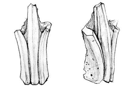 profili parçası ve nitelikli geison parçalarının da aynı yapıya ait olabileceği belirtilmektedir. (Boehlau ve Schefold, 1940, s.