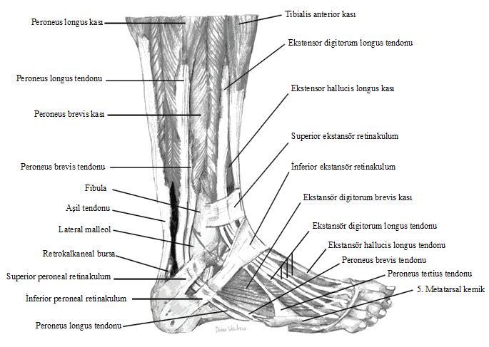Şekil 3:Sağ ayak ve ayak bileğinin lateralden görünüşü. Ayak bileği arka kısmında seyreden yapılar; Tibial sinir: Siyatik sinir uyluk distaline doğru iki ana dala ayrılarak devam eder.