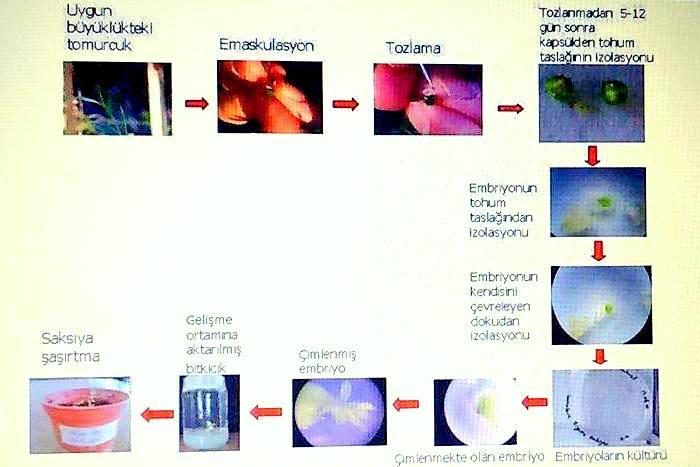 8. Embriyo Kültürü