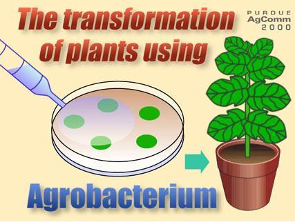 Genetik Transformasyon Gen transferi: Doku kültürlerinin bitkileri iyileştirmede en önemli ve yaygın olarak kullanılan uygulamalarından birisi de, gen veya genlerin bitkilere aktarılmasıdır.