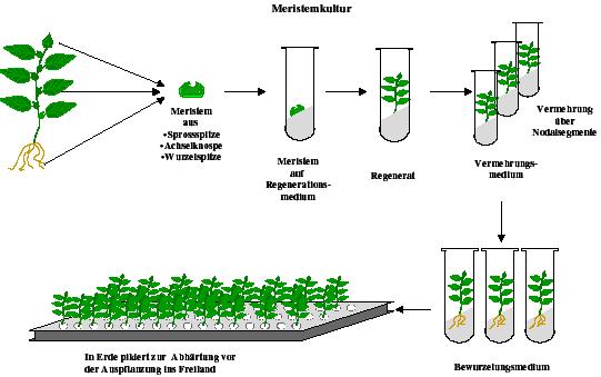 şekil: Meristem kültürü