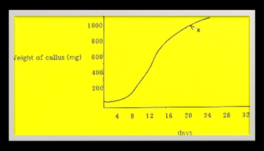 Kallus kültürlerinin düzenli aralıklar ile büyüme eğrisi doğrultusunda (3-6 hafta) alt