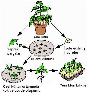 3. Doku Kültürü ile Üretmenin Dezavantajları Az materyal kullanıldığı zaman gen fakirliğine