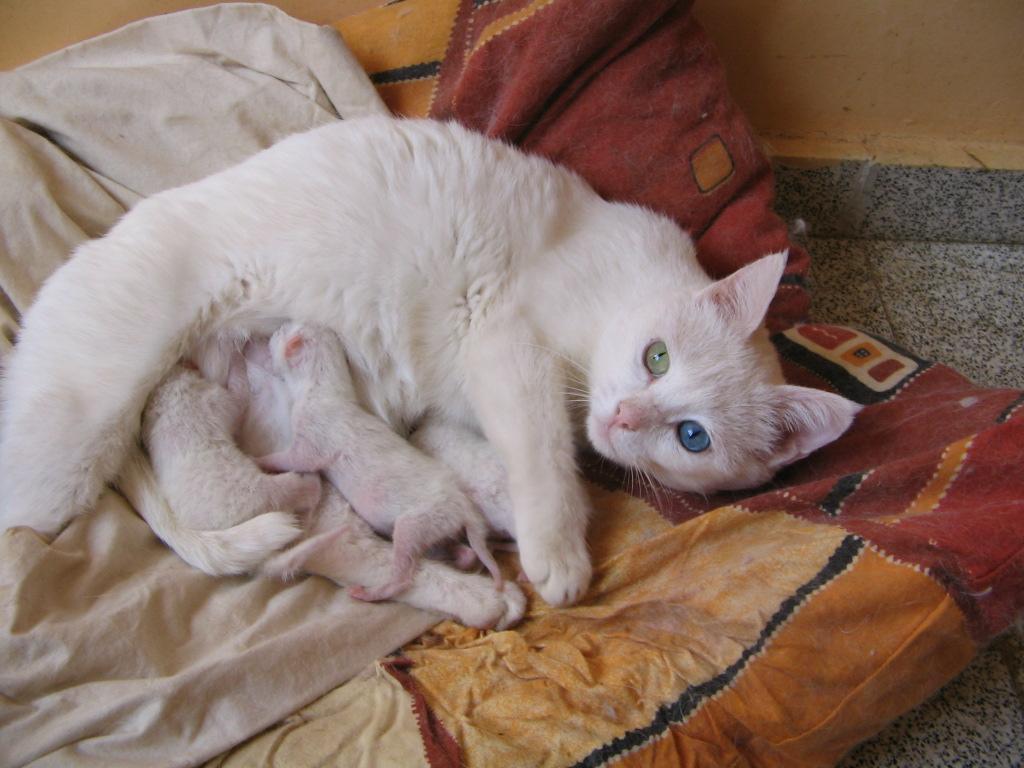 69 The Effects of Pregnancy... INTRODUCTION Van cat is an endemic breed of Van province (in Eastern Anatolia, Turkey), has colourful eyes (one turquoise blue the other amber yellow, Fig.