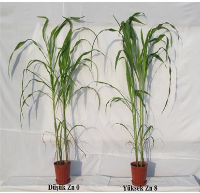 Şekil 4. 12. Sera Koşullarında düşük (Zn 0= 0 mg Zn kg -1 toprak) ve yüksek (Zn 8= 8 mg Zn kg -1 toprak) Zn uygulamaları altında 61 gün süreyle yetiştirilen 14 nolu genotipin etkinlik görünümü.