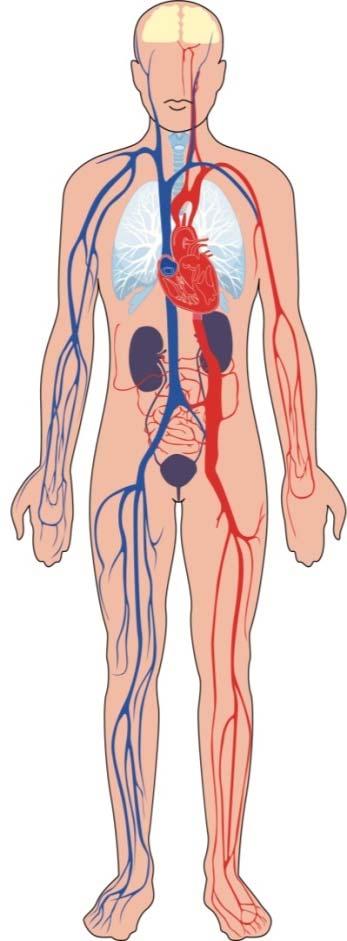 Kronik HCV Enfeksiyonunda Ekstrahepatik Manifestasyonlar Psikiyatrik Oküler manifestasyonlar Hematolojik hastalıklar /malinite Mikst kriyoglobulinemi Tiroid disfonksiyonu Pulmoner fibrosis