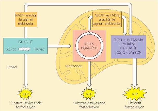 Hücre solunumunun aşamaları Solunumda üç metabolik aşama