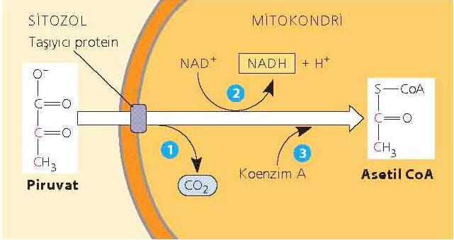 Piruvat ın asetil CoA ya dönüşümü Mitokondriye giren