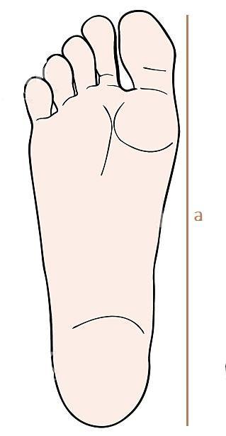 Resim-2: Ayak ölçüleri Okulda bulunan çeşitli cinsiyetlerdeki 10 kişinin ayakkabı numaraları (n) ve Resim-2 deki gibi ayak boyu (a) ve ayak kalınlığı (b) ölçüleri alınır.