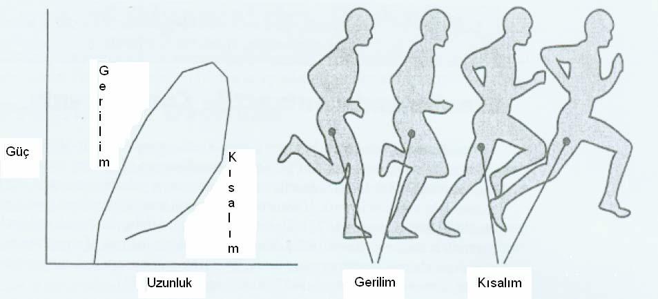 4 Gerilim Kısalım Döngüsü (Stretch Shortening Cycle) İnsanda genel olarak kas hareketi değişik kasılma tiplerinin bir kombinasyonunu içerir.