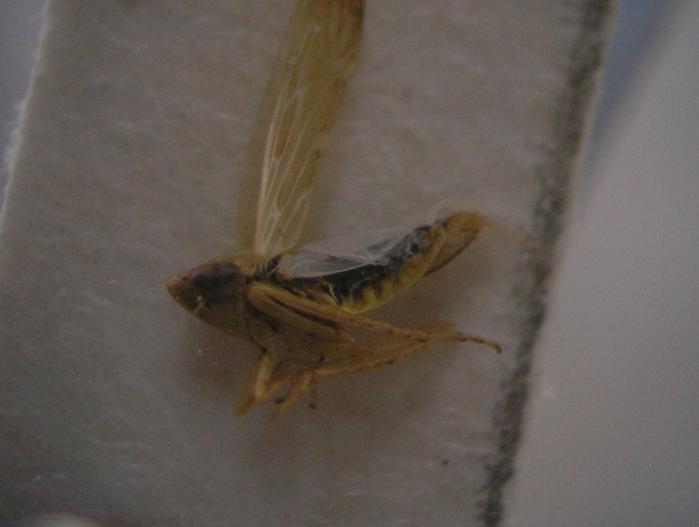 Şekil 4.6. Psammotettix striatus Linnaeus (Homoptera:Cicadellidae) da ergin Habitat : Özellikle Gramineae familyası bitkilerinde yaģar.