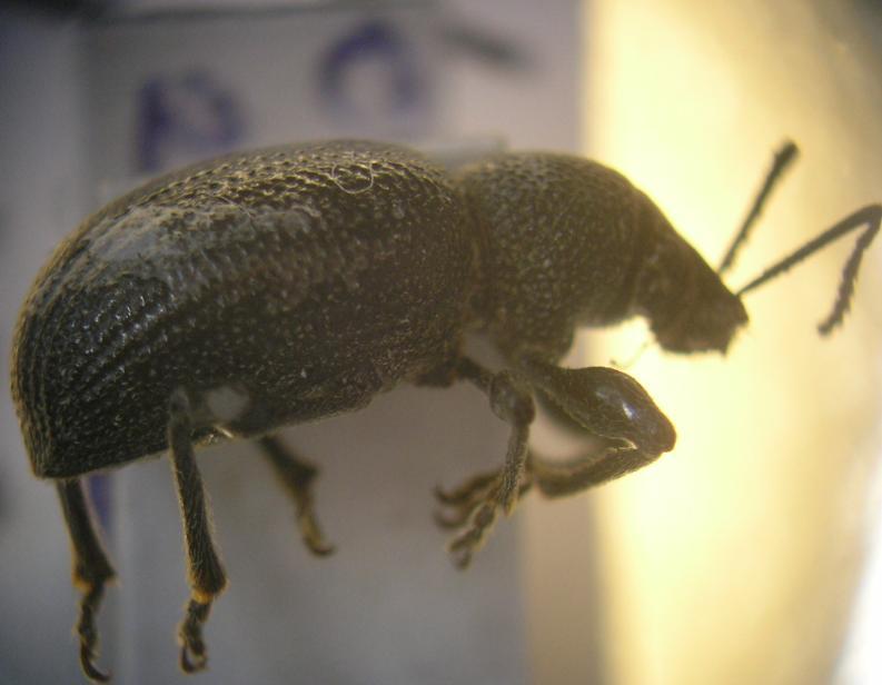 4.1.5.2.1. Cins: Otiorrhynchus Germar, 1822 Tür: Otiorrhynchus ovelipennis Boheman, 1843. Tanımı : Genel olarak siyah veya koyu kahverenkli, 5-15 mm boyunda böceklerdir.