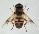 4.1.7. Takım: Diptera 4.1.7.1. Familya: Syrphidae Familyanın Genel özellikleri : Orta ve iri boyda böceklerdir. Bazı türlerde vücut çıplak, bazılarında ise ince sık tüylerle kaplıdır.